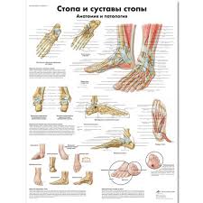 Foot And Joints Of Foot Chart Anatomy And Pathology