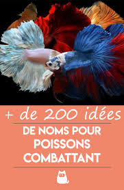 Noms Pour Poisson Combattant Male Femelle Plus De 200 Idees Poisson Combattant Poisson Combattant Aquarium Nom De Poisson