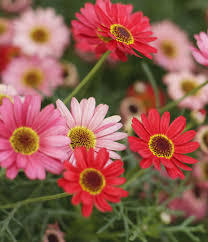 Make your recipient smile with this beautiful and bright pink bouquet. 25 Colorful Types Of Daisies Daisy Varieties For Your Garden