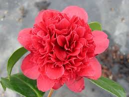 Camellia Japonica Takanini Leaf Flowers Root System Mulching