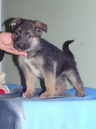 Mom is german shorthaired pointer x lab dad is purebred. German Shepherd Puppies For Sale In Va Pets Lovers