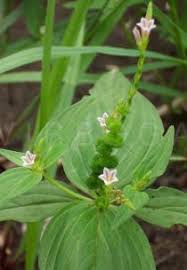Image result for Spigelia anthelmia