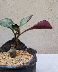 Image result for Monadenium pseudoracemosum