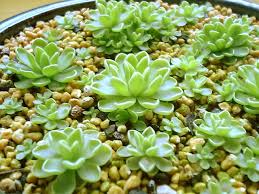 やっぱここがエエねん 食虫植物 Livedoor Blog ブログ