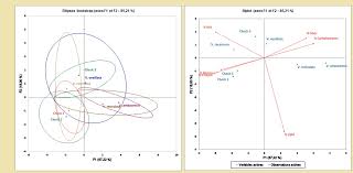 Image result for Vigna kirkii