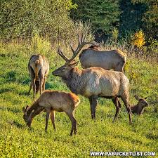We did not find results for: 50 Best Pennsylvania Elk Photos Pa Bucket List