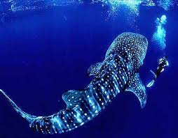 Image result for huge whale shark and diver