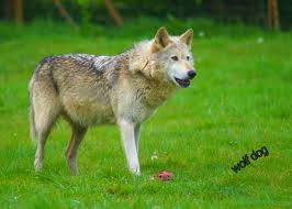 Characteristics And Information About The Dog Wolf
