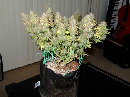 This was to allow for longer recovery between hard training days, ensuring my muscles and nervous system fully recovered. Cannabis Low Stress Training Lst Tutorial Grow Weed Easy