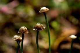 Image result for Eriocaulon truncatum