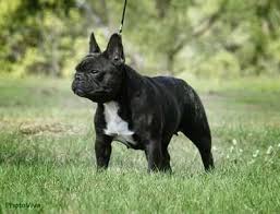 And whether you're a newbie to the sport (like us!) or a in tucson there is a light rail metro line called the sunlink that connects university of arizona to the 4th ave district to downtown (centro) and finally to. Anthony Birchak On Twitter I Want A Swole Little Frenchbulldog And Name Him Vandamm Http T Co B5hvneps1w