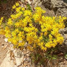 Grown in texas, california and iran, it is relatively low. Damianita Heat Tolerant Plants Drought Resistant Plants Plants