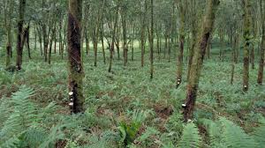Image result for Hevea brasiliensis