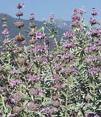 Image result for Salvia stenophylla