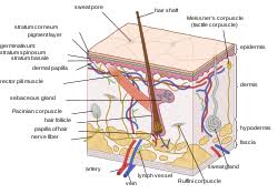 Bio201 skin skin model anatomy models labeled human anatomy and physiology the skin is an organ that forms a protective barrier against germs (and other select from premium human skin of the highest quality. Human Skin Wikipedia