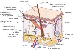 Learn tamil through english with simple techniques. Human Skin Wikipedia