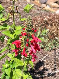 Image result for Salvia coccinea