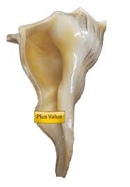 This is the shell of a large sea snail from the indian. Valampuri Right Hand Conch Shell Dakshinavarti Shankh