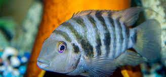 Cichlid Breeding Behavior Tropical Fish Hobbyist Magazine
