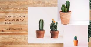 How long does it take to get sick? How Long Does It Take For A Cactus To Grow How To Care Growth Stops Factor For 2021 Gardentools Best