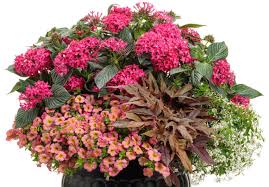Image result for Pentas longiflora