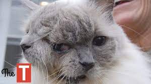 Chernobyl's doctor, valentyn belokon, who had been treating injured workers realized that the they were suffering from radiation poisoning. 10 Unexpected Consequences Of The Chernobyl Disaster Youtube