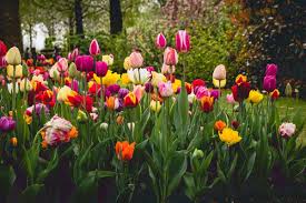 Tulpomania Die Tulpenblute In Holland Mit Bildern Holland Tulpen Feld Niederlande