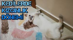 Kedilerde Kizginlik Donemi 2 Disi Kedilerde Kizginlik Donemi 2020 Kedi Instagram