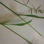 Image result for Moorochloa eruciformis