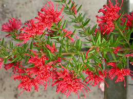 Image result for Grevillea