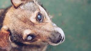 Diabetes in dogs is caused by the inability to properly regulate blood sugar. 10 Signs Of Diabetes In Dogs Based On Studies