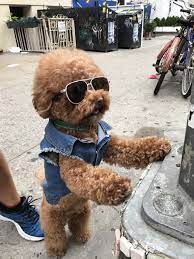 Psbattle This Dog Wearing Sunglasses And A Jacket Whose Standing Up Dog Jacket Fur Friend Dogs
