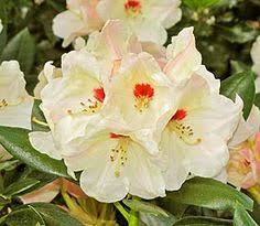 R Nestucca Rhododendron Pinterest Garden Shrubs Shrub And Beautiful Flowers