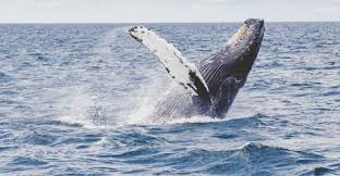 Oggi, 8 giugno 20202, è la giornata mondiale degli oceani. Okq1iruocdv Mm