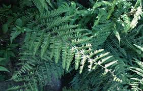 Image result for Cheilanthes schimperi