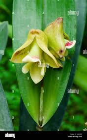 Image result for Polystachya galeata