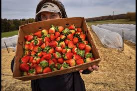 Check spelling or type a new query. You Could Be Eating Fresh Local Strawberries At Christmas If This Researcher Has Her Way Red Deer Advocate