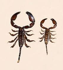 Hormurus Australasiae Dwarf Wood Scorpion Australia Arachnids Spiders Scorpion Spider Mites