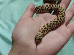 Dedicated uvb lights aren't a hard requirement. Western Hognose Critterfam