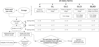 Prevalence And Abundance Of Lactic Acid Bacteria In Raw Milk Associated With Forage Types In Dairy Cow Feeding Journal Of Dairy Science