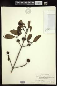 Image result for Cassipourea congoensis
