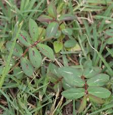 Image result for Euphorbia hyssopifolia