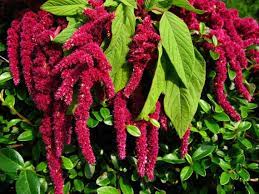 Pin On Flowers And Gardens