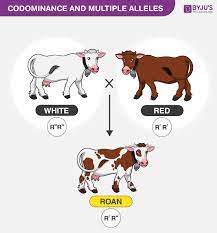 In some flowers the cross is the same as the one above except the resulting heterozygous flower is codominated by the two colors, red and white, like the flower below. Co Dominance And Multiple Alleles Based On Blood Group System