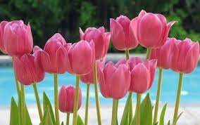 Pin On Pink Pink Pink
