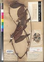 Image result for Dictyophleba