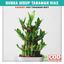Anda bisa menemukan tanaman hias indoor untuk apotek hidup atau yang berfungsi sebagai pembersih udara.beberapa jenis tanaman hias terbaik untuk indoor adalah monstera, rubber plant, dan lidah mertua. Beli Tanaman Hias Bambu Hoki Sri Rejeki Bunga Hidup Hiasan Taman Indoor Outdoor Seetracker Indonesia