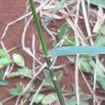 Image result for Harpachne schimperi