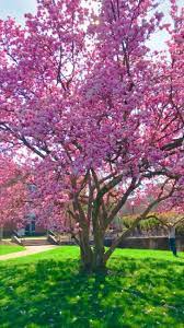 Just Wanted To Post Something Pretty Pretty Pretty Flowers Viral