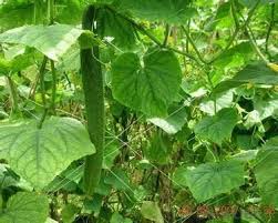 Preparing cucumber seeds for planting. Plant Support Net Green Plant Support Net For Vegetable Cucumber Pea Tomatos Real Time Quotes Last Sale Prices Okorder Com